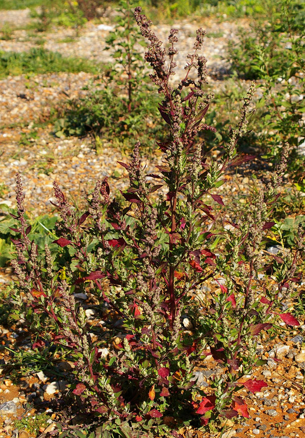 Chenopodium album